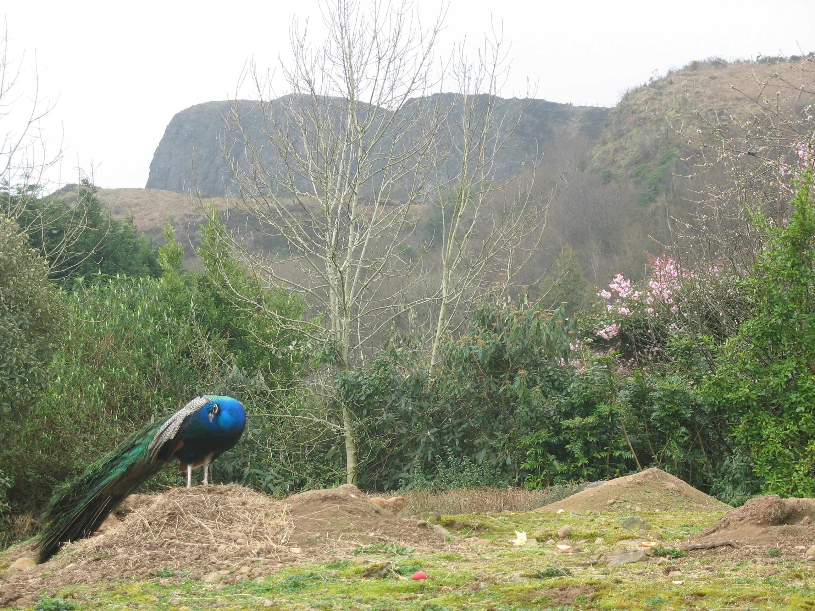 Peacock and wooded hillside at Belfast Zoo