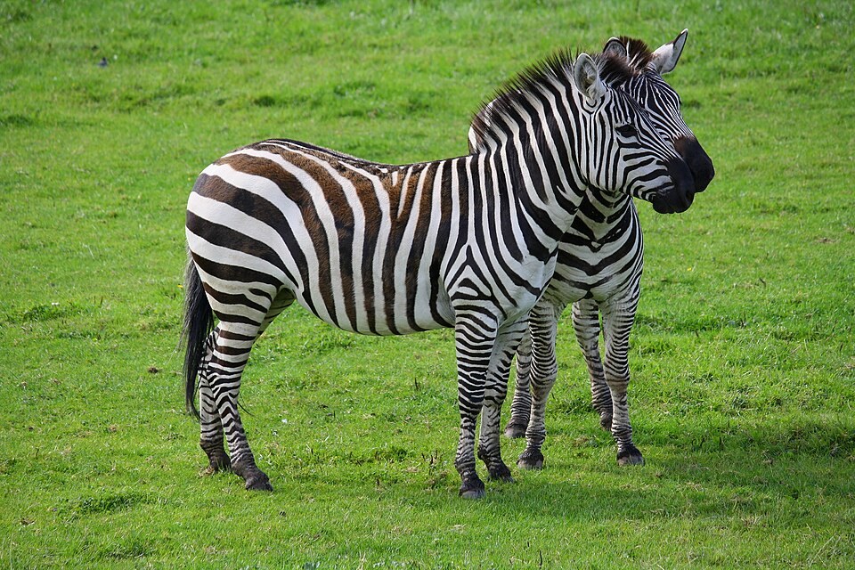 Zebras at Blair Drummond Safari Park