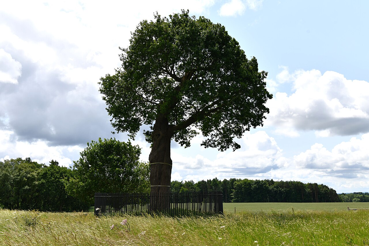 Descendant Royal Oak tree in the meadow at Boscobel House