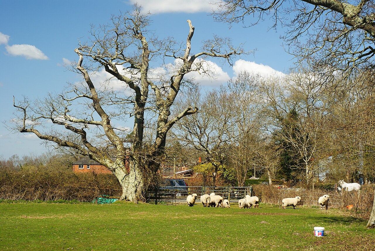Rural landscape with trees and sheep near Brockenhurst, Hampshire