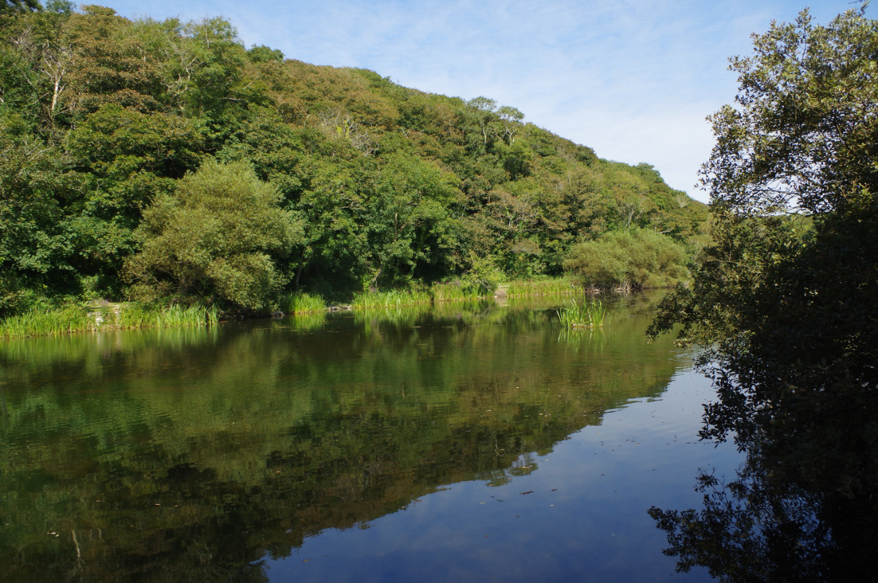 Wooded banks reflected in a Bosherston Lily Pond on the Stackpole Estate