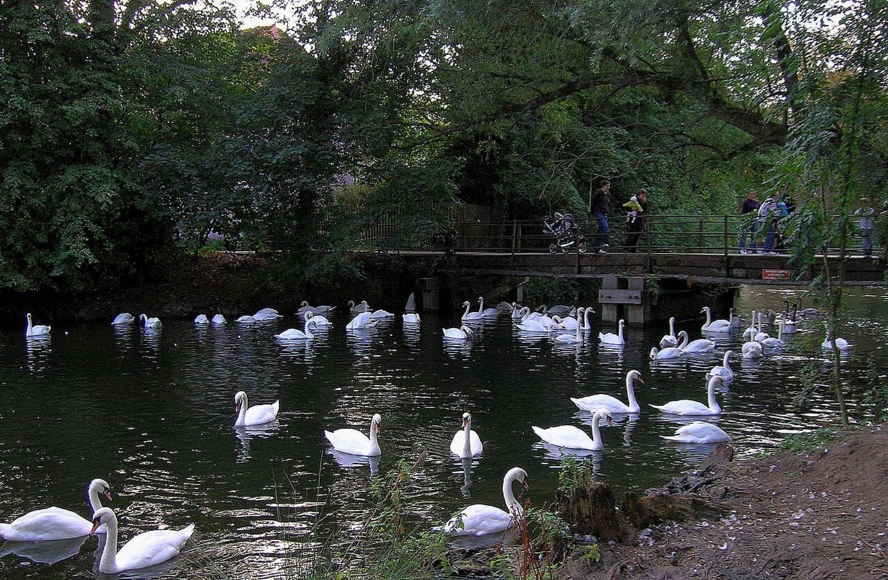 Swans on the River Stour at Sudbury
