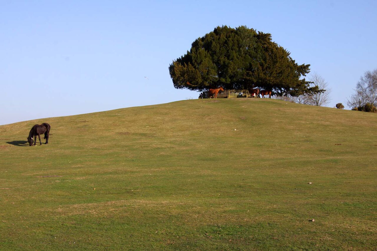 Bolton's Bench in Lyndhurst