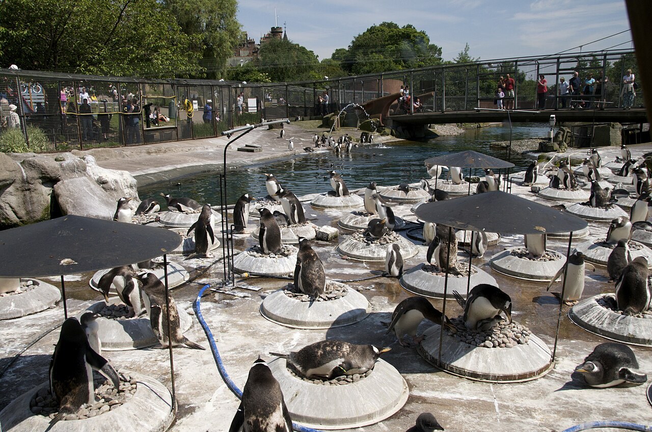 Gentoo penguins around the pool at Edinburgh Zoo