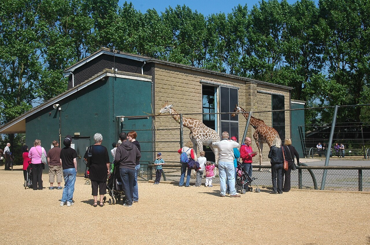 Giraffe house and visitors at Twycross Zoo