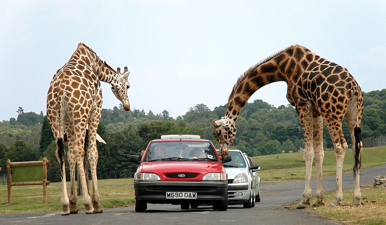 Giraffes beside cars on the West Midlands Safari Park drive