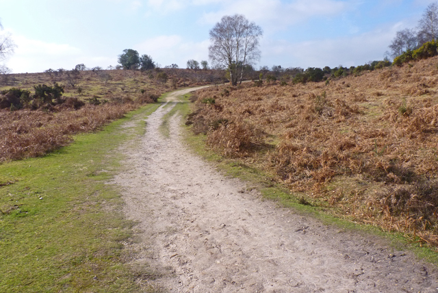 A path across New Forest heathland