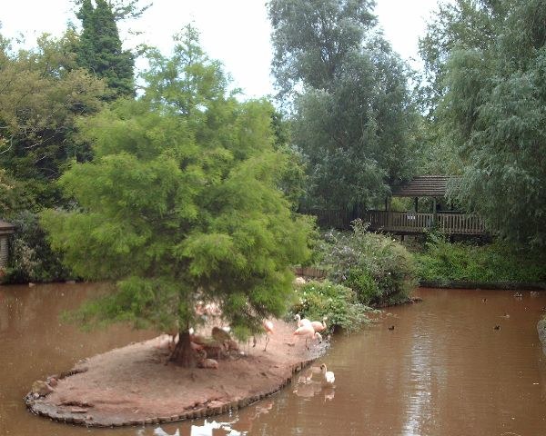 Flamingo Island and wooded paths at Paignton Zoo
