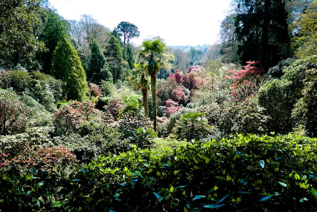 Trebah Garden looking down its wooded valley towards the Helford River