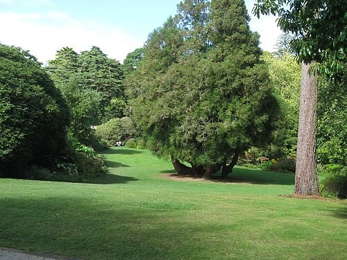 Lawn and mature trees in Trelissick Garden