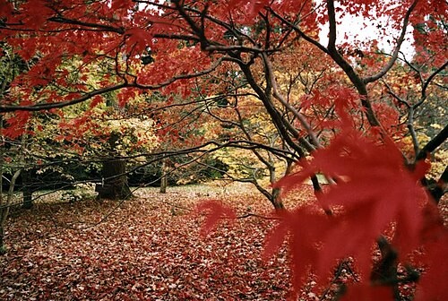 Autumn maple foliage at Westonbirt Arboretum